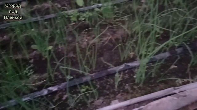 Какие подкормки мы даём на лук Батун смотреть онлайн
