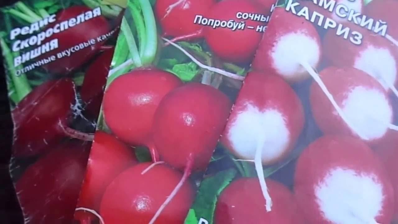 Посев Редиса Третьим Сроком Сева для Хранения на Зиму. Сеем Редис Строго по Срокам Сева. смотреть онлайн