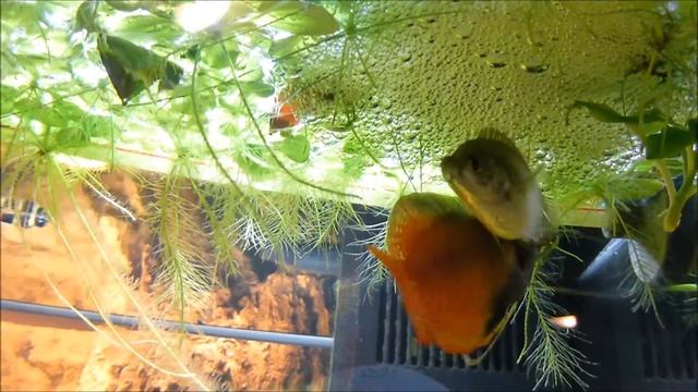mating dance and oviposition - Dwarf gourami (Colisa lalia) смотреть онлайн