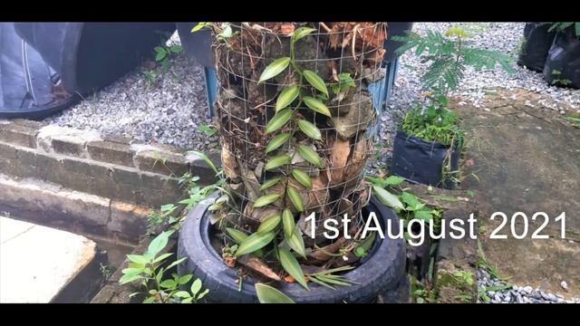 Vanilla Planifolia Variegata смотреть онлайн