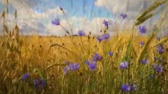 ТАМ, КАЗАЛОСЬ, ДЛИННЕЙ БЫЛО ЛЕТО авторское прочтение смотреть онлайн