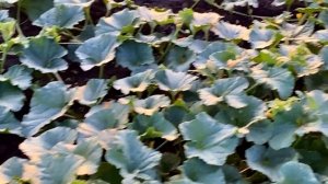 Как спасти дыню от болезней и получить урожай.