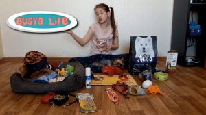 Что нужно для собаки дома