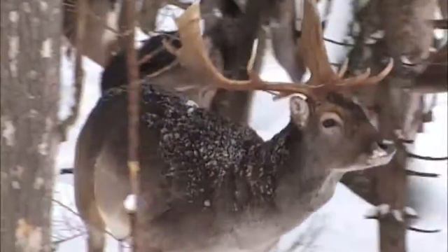 Зарисовка природы: Лани смотреть онлайн