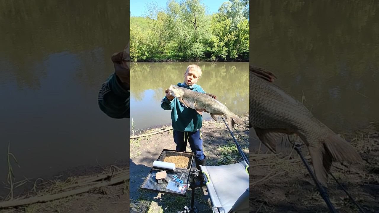 Смотри как поймать трофей на фидер. #рыбалка #рыбаки #трофей #улов #жерех #фидер #спиннинг #fishing смотреть онлайн