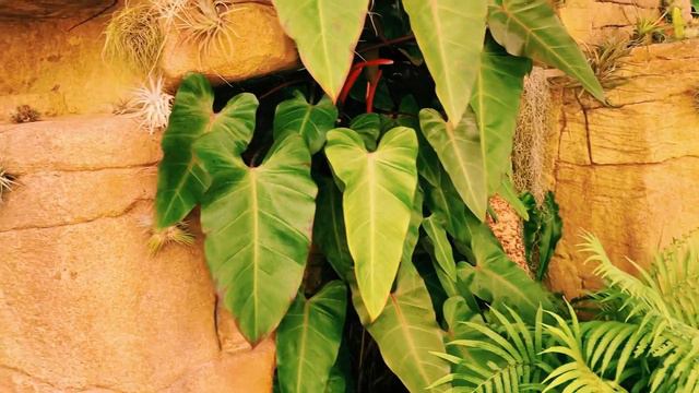 #4. AIR PLANTS, AROIDS, ANTHURIUMS, A KOI POND WITH TURTLES! ( RAINFOREST FLORA, TORRANCE, CA) смотреть онлайн