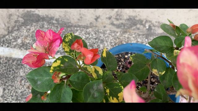 Bougainvillea -  Red September | Plant No 2