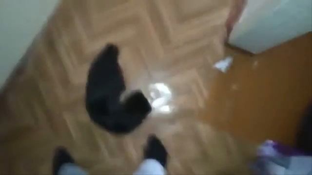 Разозлили БЕШЕНУЮ КОШКУ!, теперь она рвёт и мечет. Спаслись еле как. смотреть онлайн