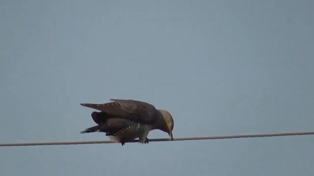 Потенціал Напруга смотреть онлайн