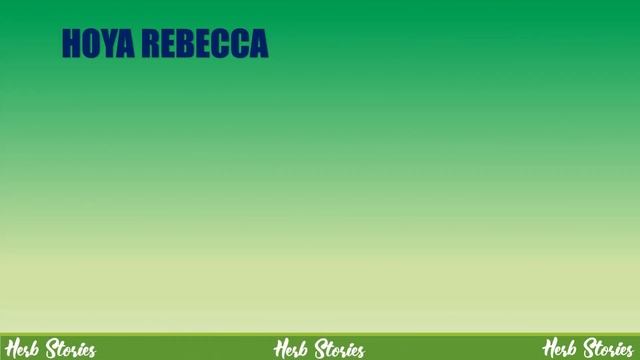 TOP 85 HOYA PLANT VARIETIES!  | HERB STORIES