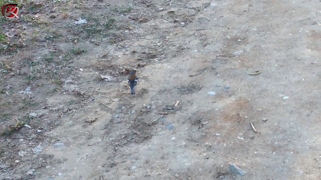 зяблик С 10 ЖИЗНЯМИ и куча птиц в саду смотреть онлайн