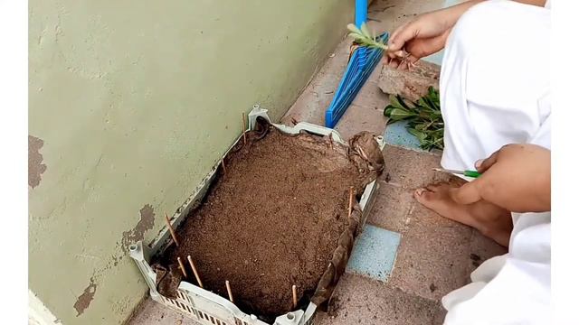 Adenium Seedlings Repotting Very Easy Methord смотреть онлайн