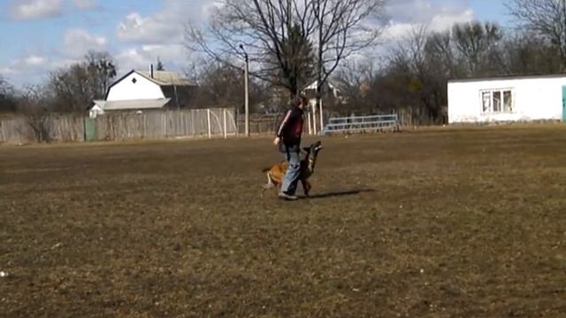 Акула из Команды Азарт, 1 год