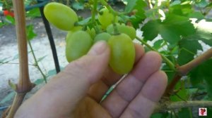 Одна из лучших гибридных форм очень раннего срока созревания Маруся.