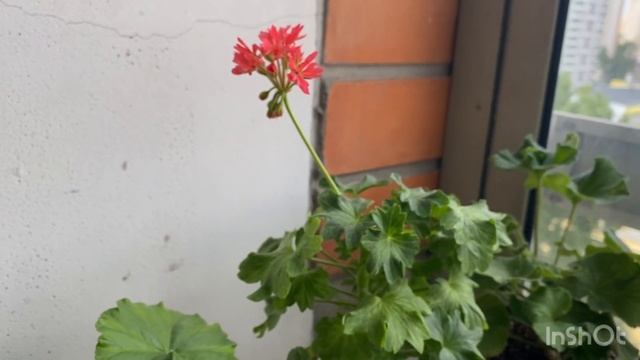Цветет сортовая пеларгония Елка-Кудрявый Ежик и фиалка #пеларгония #пеларгония #герань смотреть онлайн
