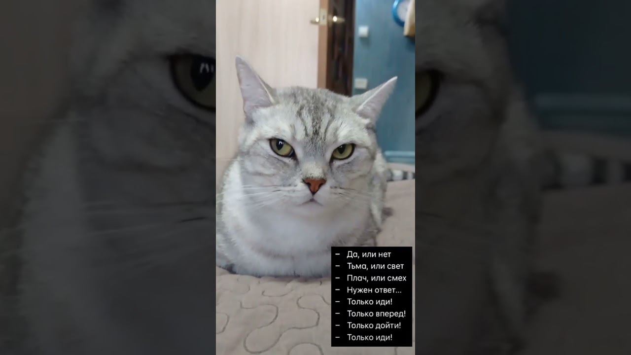 Смешной котик #shorts смотреть онлайн
