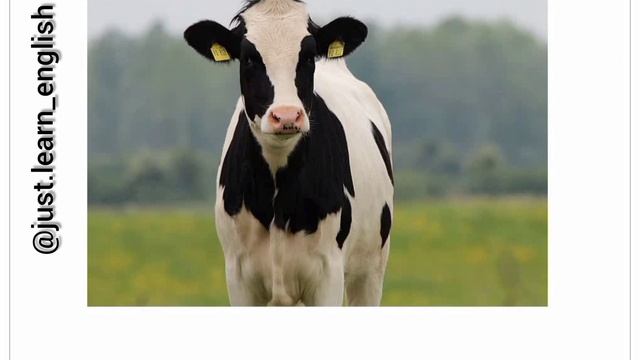 Domestic animals Домашние животные.Название домашних животных на английском. смотреть онлайн