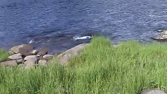 Таймень на мыша 2 смотреть онлайн