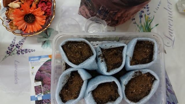 Февраль. Момент посева обриеты на рассаду смотреть онлайн