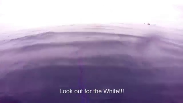 Опасная встреча для любителя подводной охоты смотреть онлайн