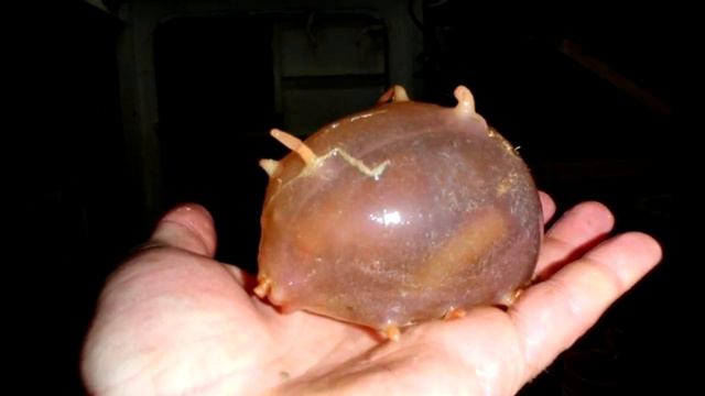 Странное существо вышло к людям. Учёные бьют тревогу! Это очень опасно! смотреть онлайн