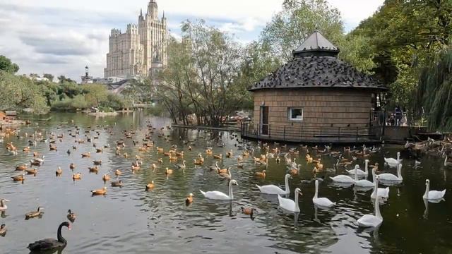 Птичий рай. Московский зоопарк. смотреть онлайн