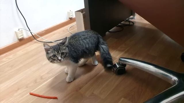 Женщина не могла поверить своим глазам, когда увидела, кого этот кот принес домой! смотреть онлайн