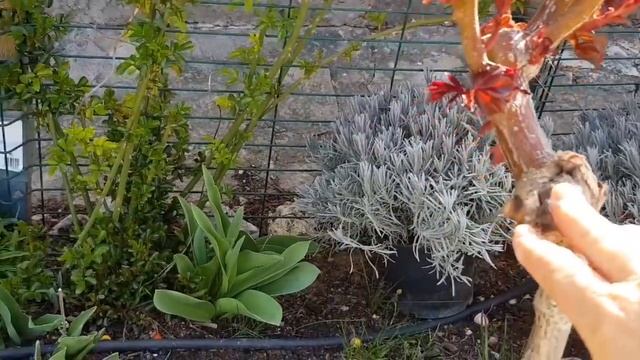 Прованс/Мой САД/Мои ЦВЕТЫ/Курочки/Март 2019/provenceallochka Vlog