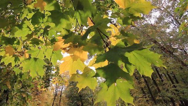 Осенний клён. 3 смотреть онлайн