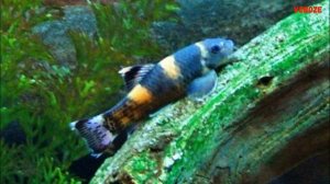 Аквариумная рыбка Гарра Панда Содержание Разведение Совместимость Panda Garra. Garra flavatra