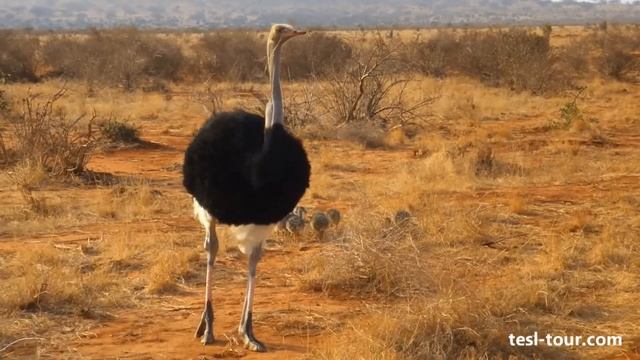 Семья страусов в саванне (Family of ostriches in savannah) смотреть онлайн