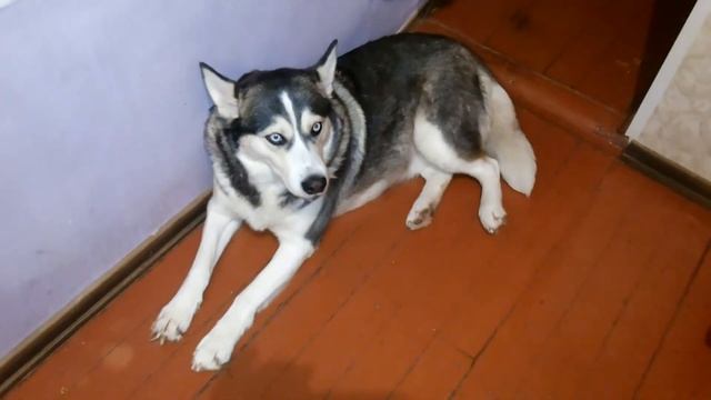 Выкормыши ожереловых попугаев . Ручное выкармливание . смотреть онлайн