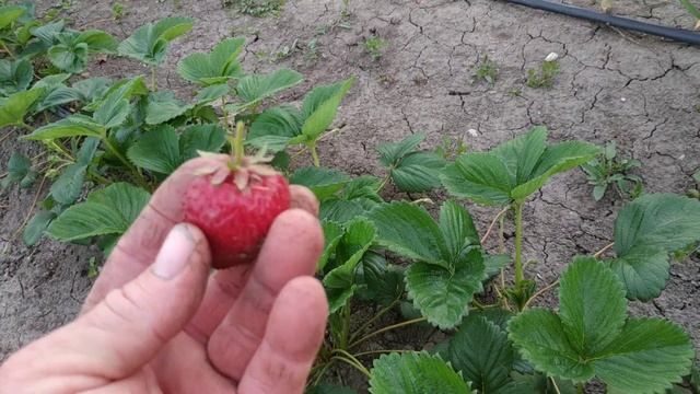 Новый сорт Клубника Сирия (улучшенная Азия) смотреть онлайн