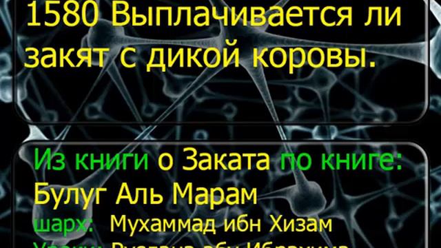 1580 Выплачивается ли закят с дикой коровы смотреть онлайн