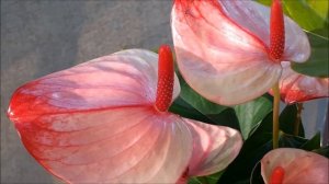 Антуриум Мистик (Mystique)