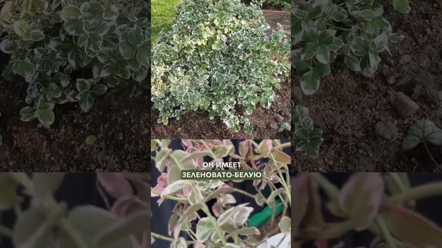 Бересклет Форчуна Эмеральд Гаети уже доступен к заказу на сезон-2024 смотреть онлайн