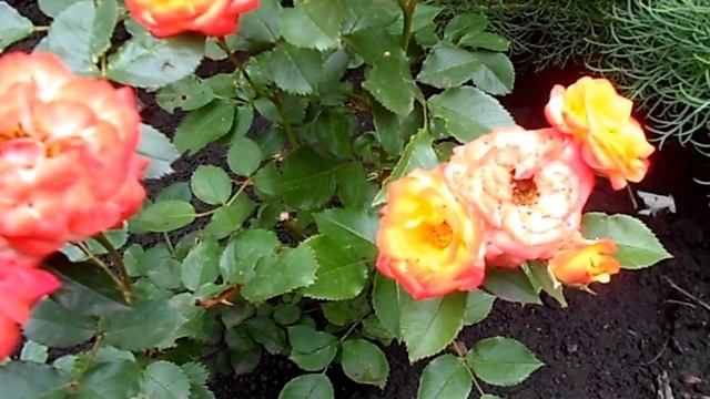 БОРДЮРНАЯ РОЗА 2017 год смотреть онлайн