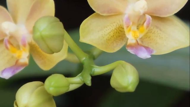 Orchid - Super Fragrant! Phal Sogo Perfume Sweet Reblooms | Orchid Growing Care Tips смотреть онлайн