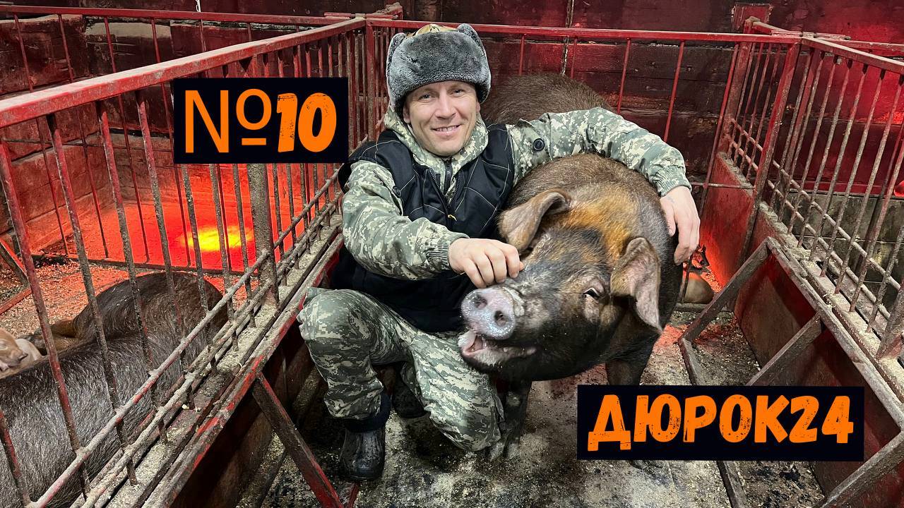 N°10 СТАВИМ ПОРОСЯТАМ
УКОЛЫ(ЖЕЛЕЗО)/КАК ПРОШЛИ НАШИ ОПОРОСЫ... смотреть онлайн
