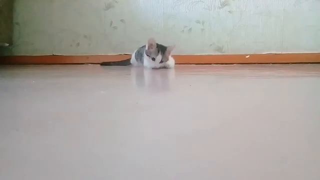 Скрытая камера!!! смотреть онлайн
