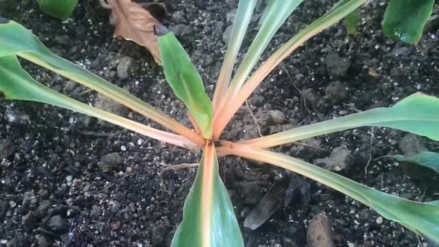 橙柄草(火焰吊蘭) Chlorophytum amaniense смотреть онлайн