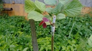 Прививка фундука на лещину обыкновенную, прививка ореха, фундук краснолистный и лещина (лесной орех