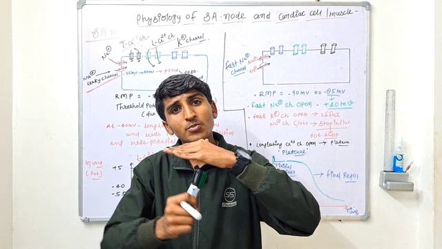 PHYSIOLOGY OF HUMAN HEART || PART 6 || SA-NODE & CARDIAC CELL/MUSCLE || смотреть онлайн