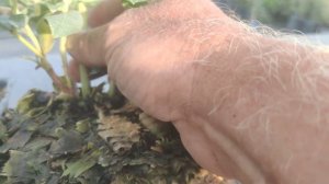 Новейшие сорта голубики: Калипсо, Мегас Блю, Титаниум и Катадин.