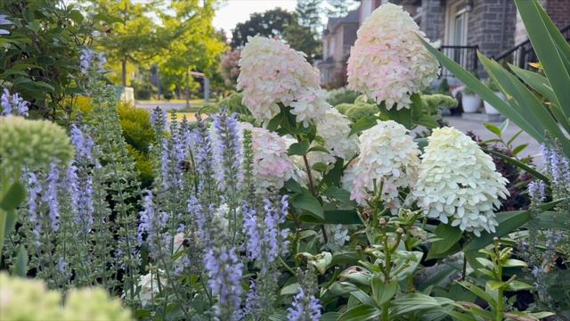 Panicle Hydrangeas: Quick Fire Fab vs. Quick Fire in early August 2022 смотреть онлайн