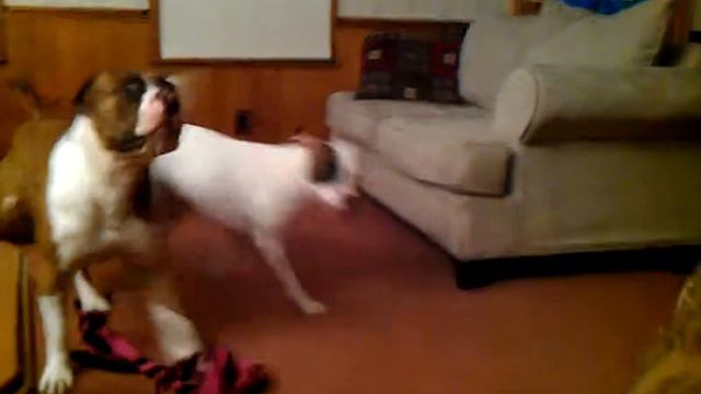 Pushy Alapaha Blue Blood Bulldog смотреть онлайн