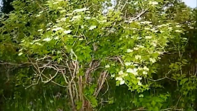 "На побывку едет молодой моряк" - анс. "Раздолье"_попури смотреть онлайн