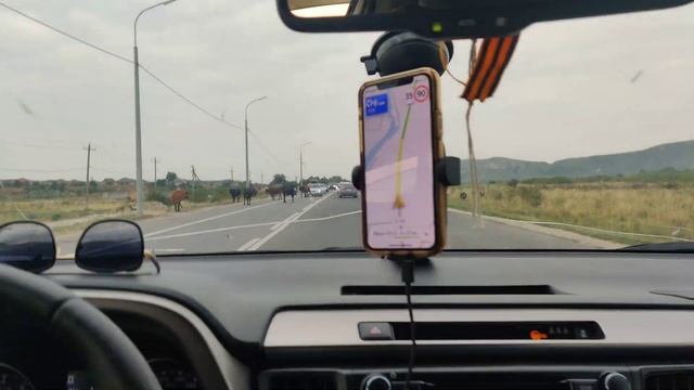 Стадо коров мешают проезду машин. Пятигорск, Кабардино-Балкария. смотреть онлайн