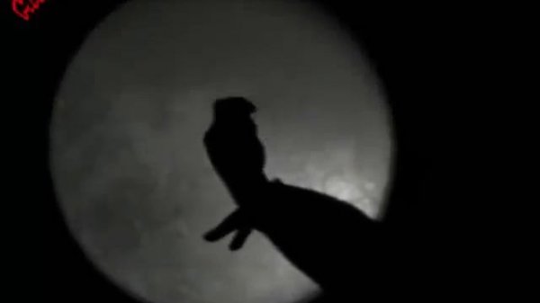 Тени mag.itsmagic.ru Amazing Shadow Show