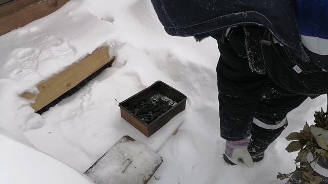 Вместо дров туалетная бумага. Коптим красного окуня. смотреть онлайн